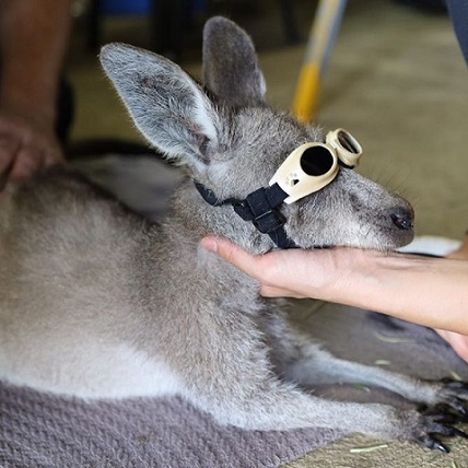 Spende-nach-Australien